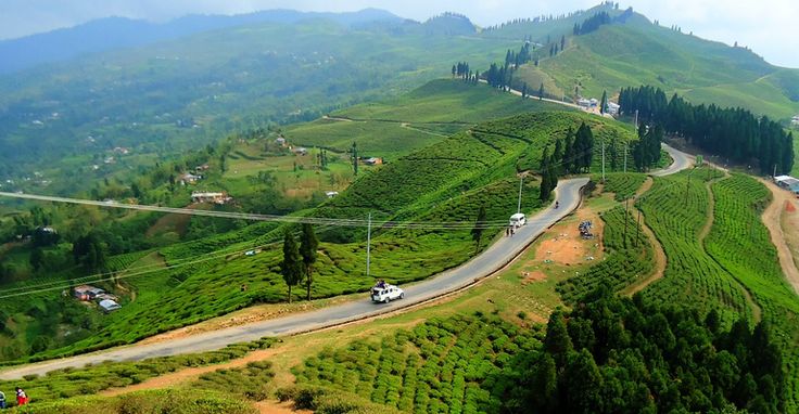 Aerial view of lush green tea gardens in Kanyam Ilam, Eastern Nepal