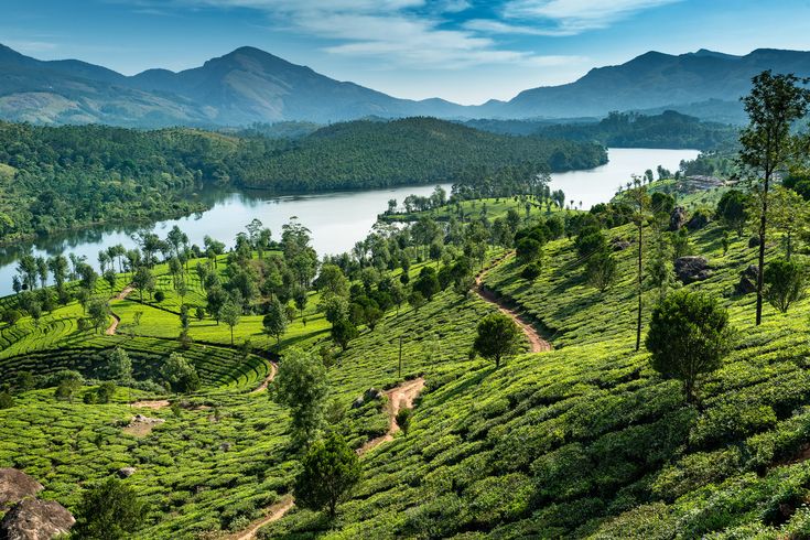 Munnar Tea Gardens – Misty hills and lush plantations in Kerala
