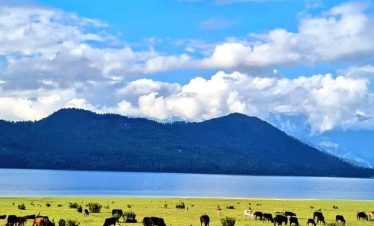 Goats and sheep grazing near Rara Lake