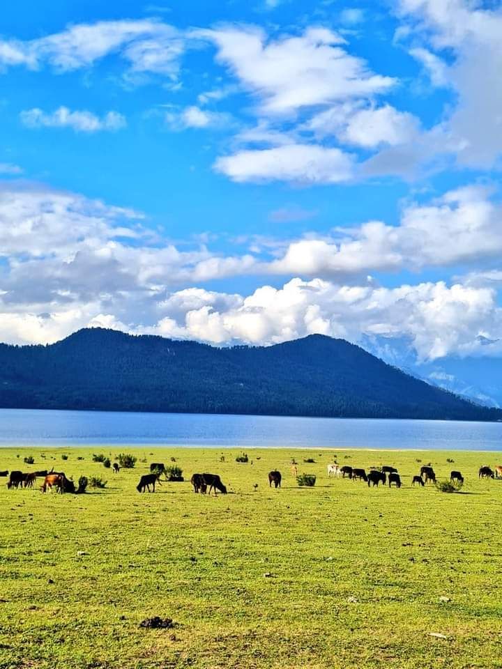 Goats and sheep grazing near Rara Lake
