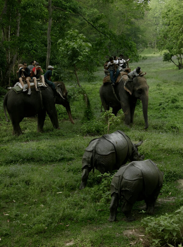 Tourists riding an elephant through the dense jungle in Chitwan National Park, Nepal