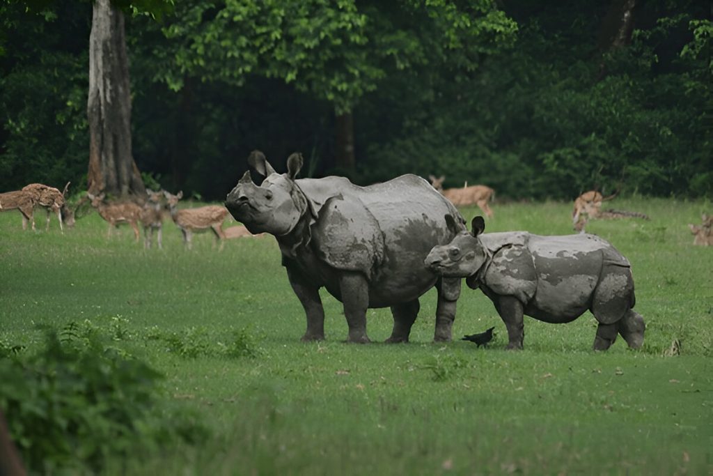 One-horned rhinoceros grazing in Chitwan National Park, Nepal